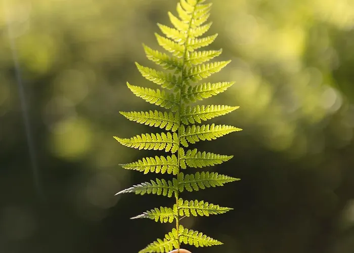 Lejlighed Michaela *